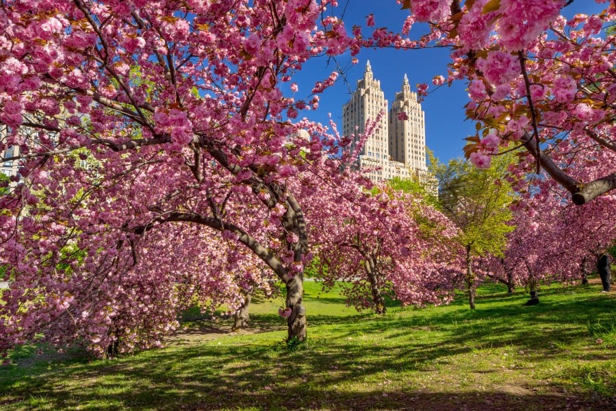 New York on a spring day, cherry blossom in central park