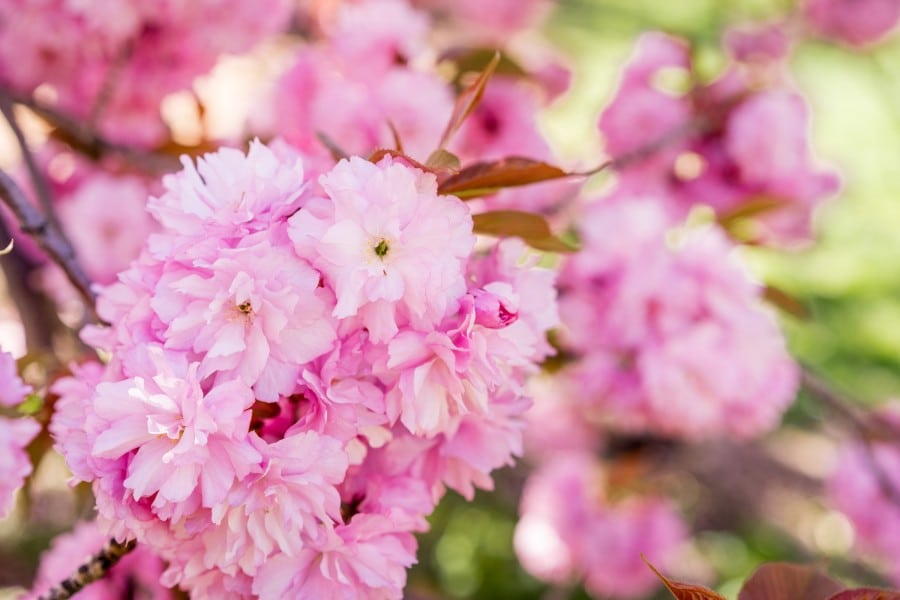 New York on a spring day, cherry blossom in central park