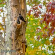 NYC-2014_01124R